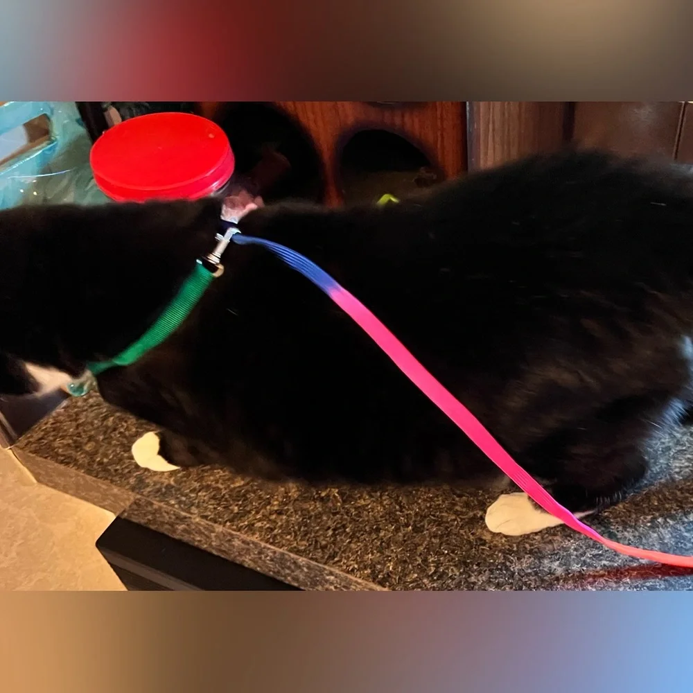 Cat collar and leash set.Multi color. Message any questions regarding size.
